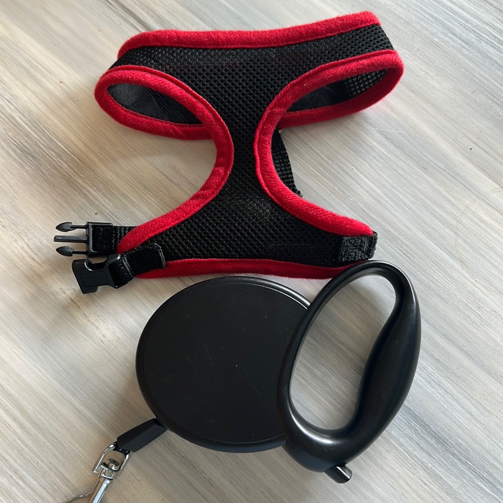 Small Dog Halter and 13ft Retractable Lead